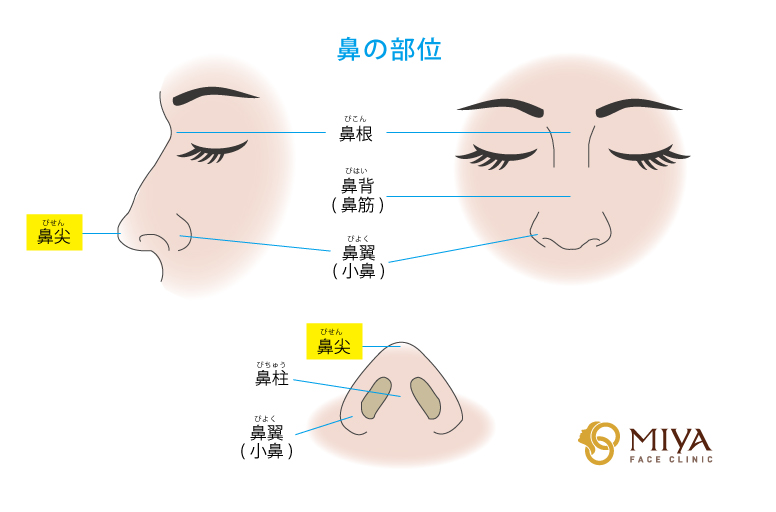鼻の部位：鼻尖(鼻先)