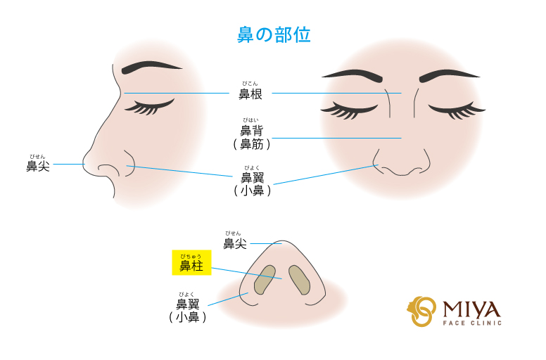 鼻の部位：鼻柱