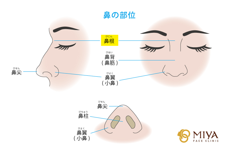 鼻の部位：鼻根