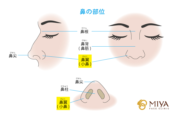 鼻の部位：鼻翼(小鼻)