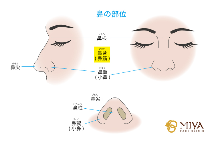 鼻の部位：鼻背