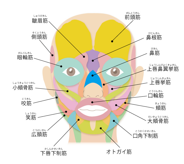 表情筋 大阪 難波で美容整形外科 美容皮膚科ならmiyaフェイスクリニック