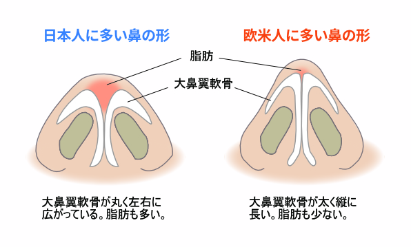 日本人の鼻と欧米人の鼻の違い
